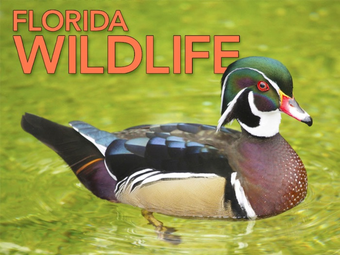 Florida Wildlife Magazine