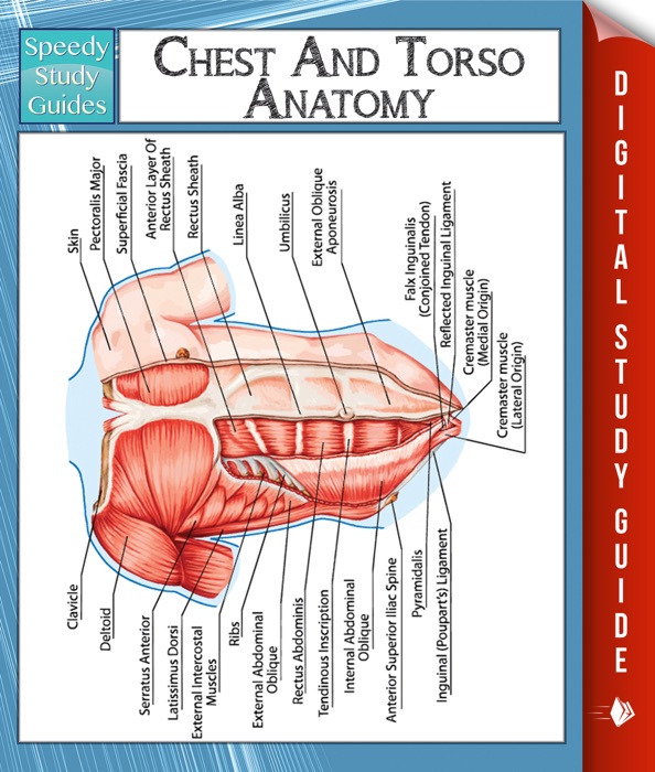 Chest And Torso Anatomy (Speedy Study Guide)