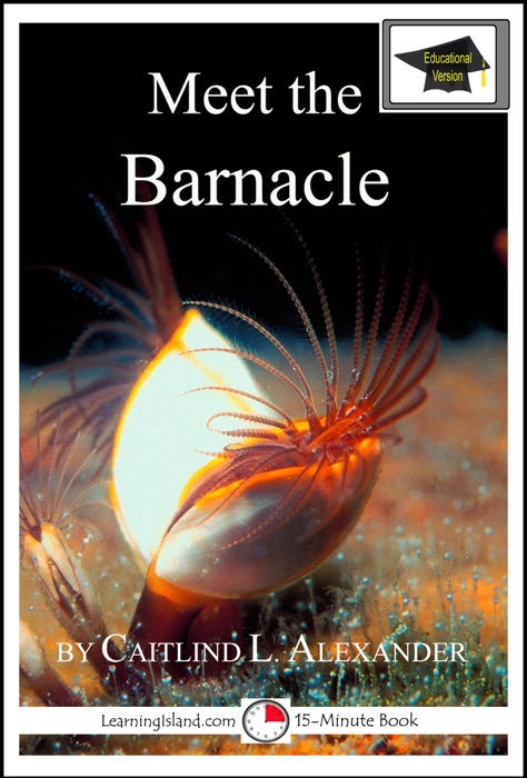 Meet the Barnacle: Educational Version