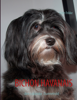 Bichon Havanais - Gitte Frikke
