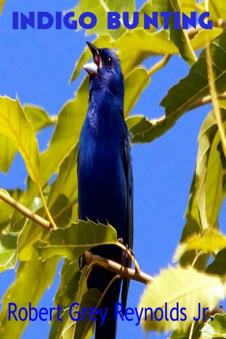 Indigo Bunting