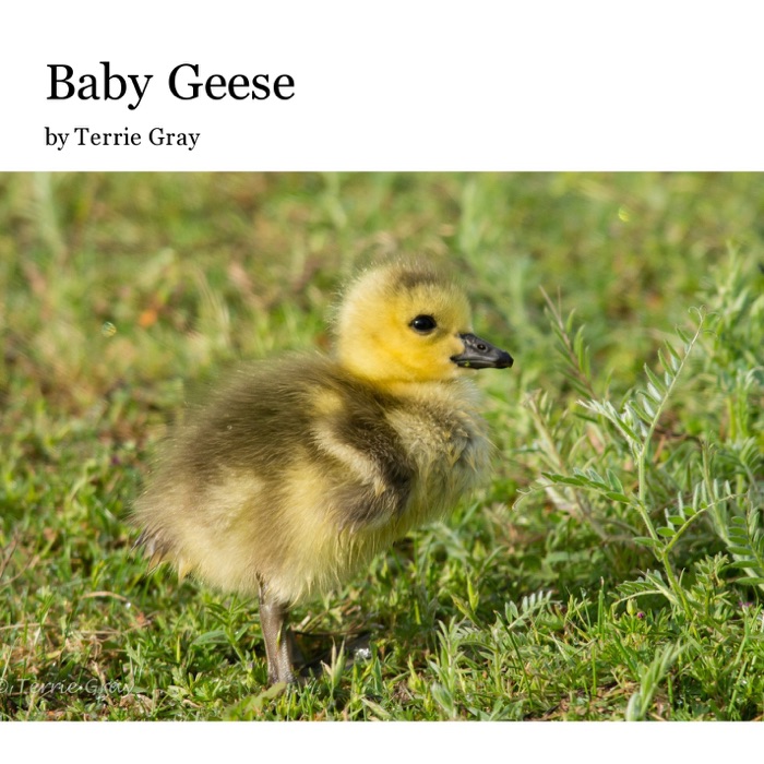 Baby Geese