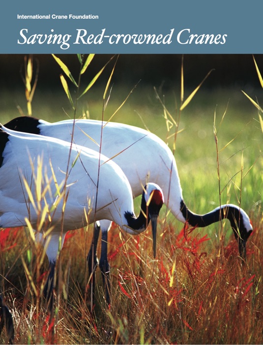 Saving Red-crowned Cranes