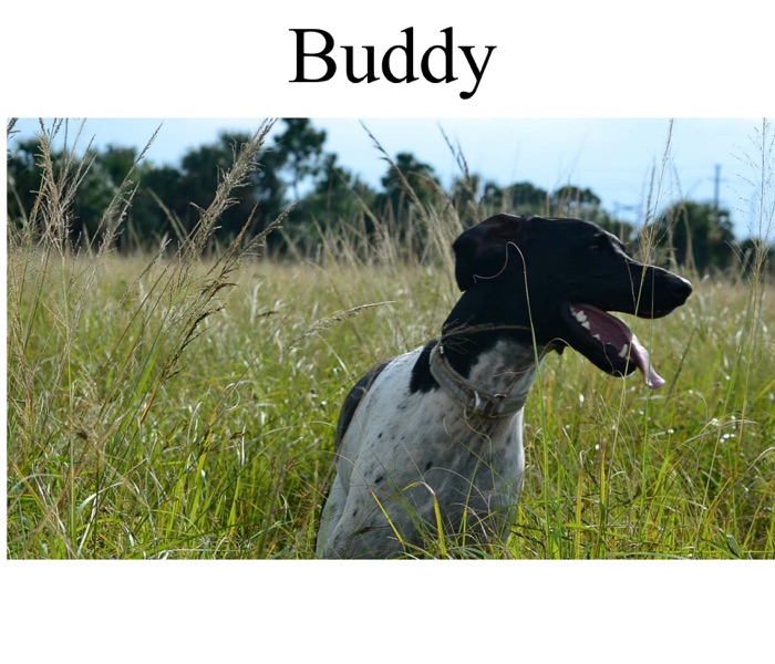 Buddy