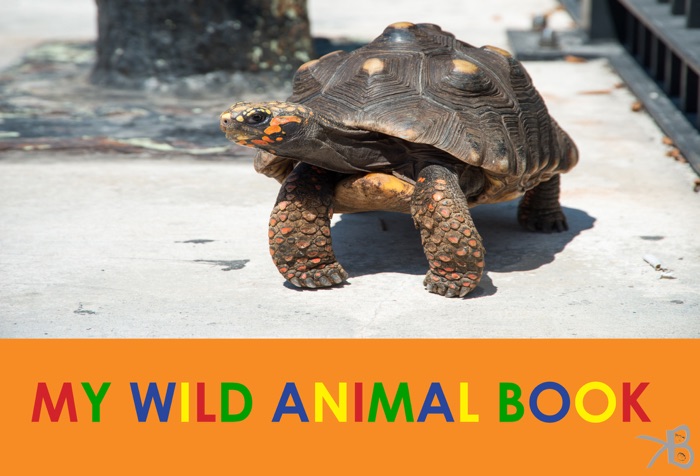 My wild animal book