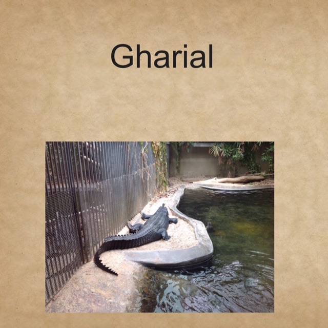 Gharial