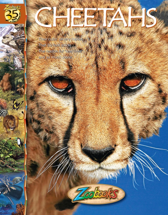 Zoobooks Cheetahs