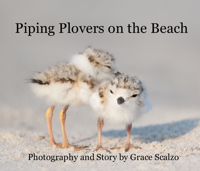 Piping Plovers on the Beach