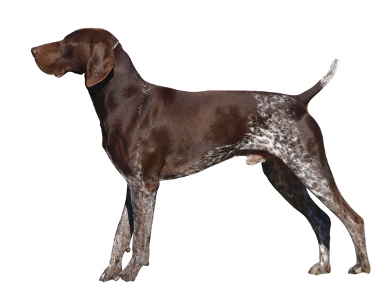 German Shorthaired Pointer On Apple Books