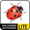 La coccinelle Lite