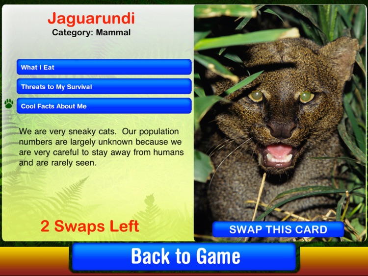 Rainforest Survival Challenge