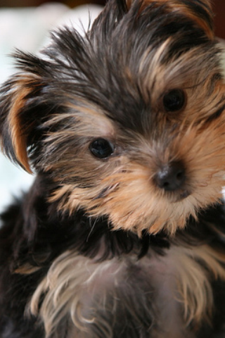 Yorkies - Yorkshire Terrier Fun screenshot 3