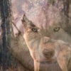 Wolf Wallpapers HD For iPad