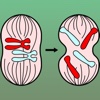 Biology: Reproduction