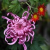 Peaceful World Chrysanthemum