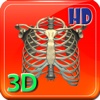 3D Medical Human Skeleton Rib HD
