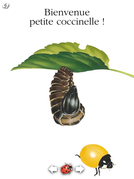 La coccinelle