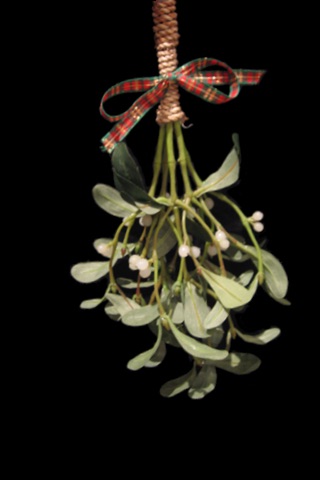Mistletoe FREE!