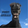 Funny Animals "iPad Version"