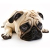 Pugs - Toy Dog Series