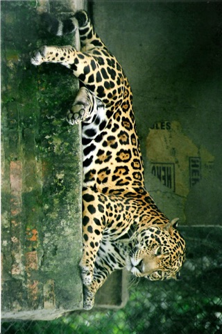 Jaguar