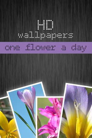 HD flower wallpapers - one flower a day 