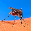 Mosquito 's - Sucking Your Blood and Silent Sounds for Your Device