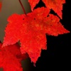 WallPix HD-Autumn Leaves