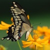Picture Magic-Butterflies