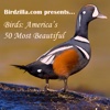 Birds: America’s 50 Most Beautiful