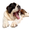 Saint Bernards - Big Dog Fun