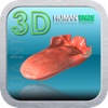 3D Human Tongue