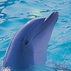 Dolphin' 's - Swimming and Jumping to Your Phone or Tablet