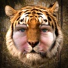 Tiger Me HD