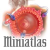 Miniatlas Sexuality