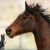 Horse Horse Donkey - Memory game for people who love horses