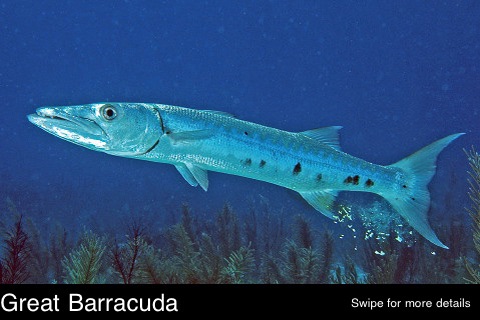 Reef Fish Florida and Caribbean