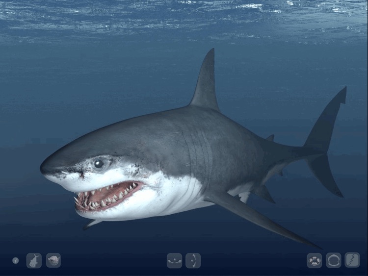 Talking Great White HD - for iPad