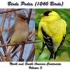 Birds Pedia Vol3 (North & South America)