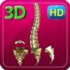 3D Medical Human Spine HD