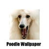 Poodle Dogs Wallpaper