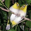 iLove Birds