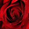 RedRoses for Lovers