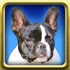 Dogs Match Memory Game: Pair Up Dog Photos