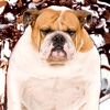 A Talking Fat Dog for iPad HD