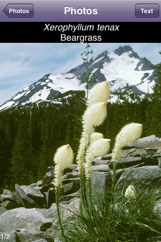 Northwest Mountain Wildflowers Sampler