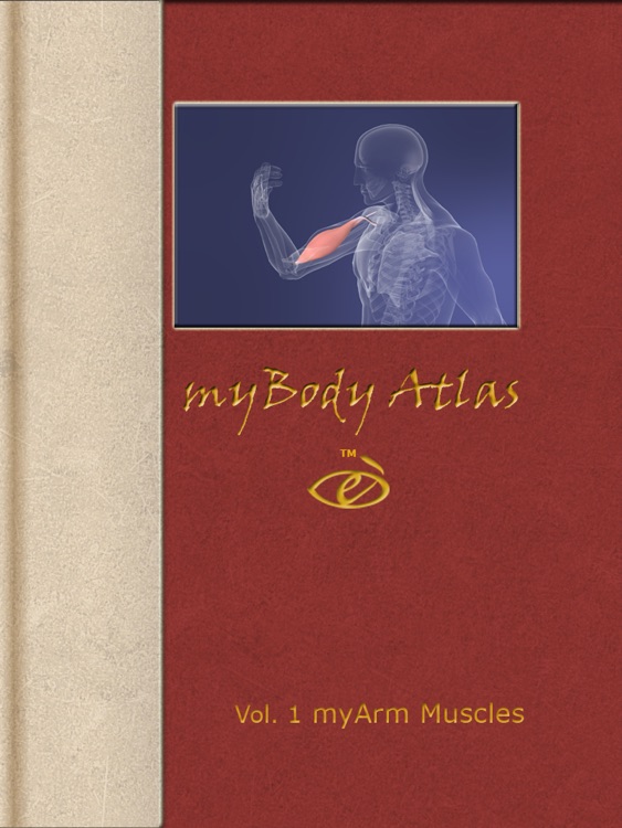 myArm Muscles