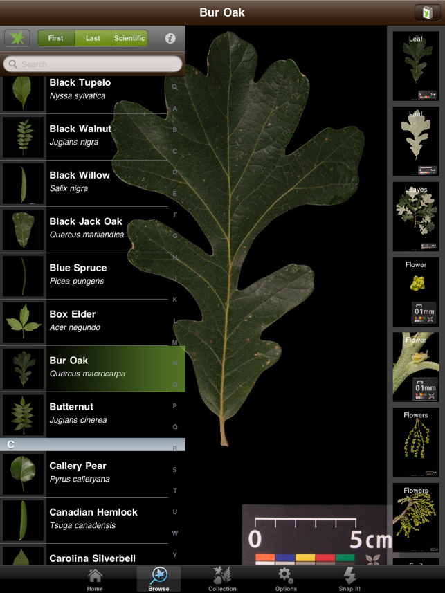 Leafsnap For iPad(圖2)-速報App