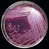 Bacteriology