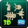 3D Human Vertebrae Thoracic HD